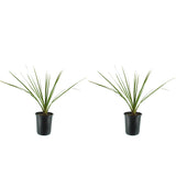 Proven Accents&reg; Spikes Dracaena