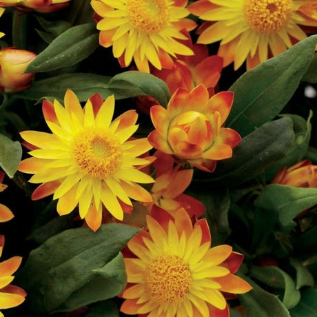 Flame Sundaze Strawflower