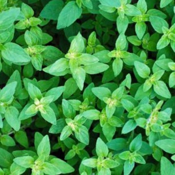 Greek Oregano Plant