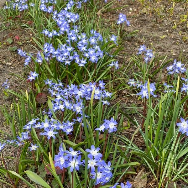 Blue Glory of the Snow