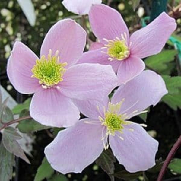 Rubens Clematis