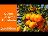 Owari Satsuma Mandarin Tree