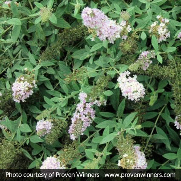 Lo & Behold&reg; Lilac Chip Butterfly Bush