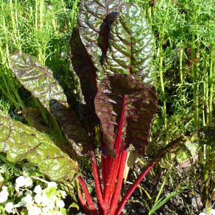 Bright Lights Swiss Chard Plant