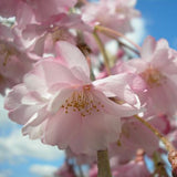 Weeping Cherry