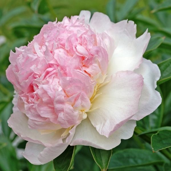 Raspberry Sundae Peony