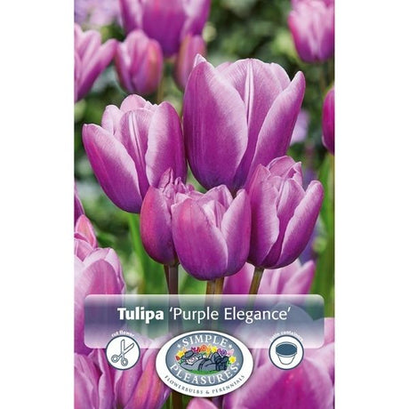 Purple Elegance Tulip