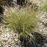 Dwarf Maiden Grass