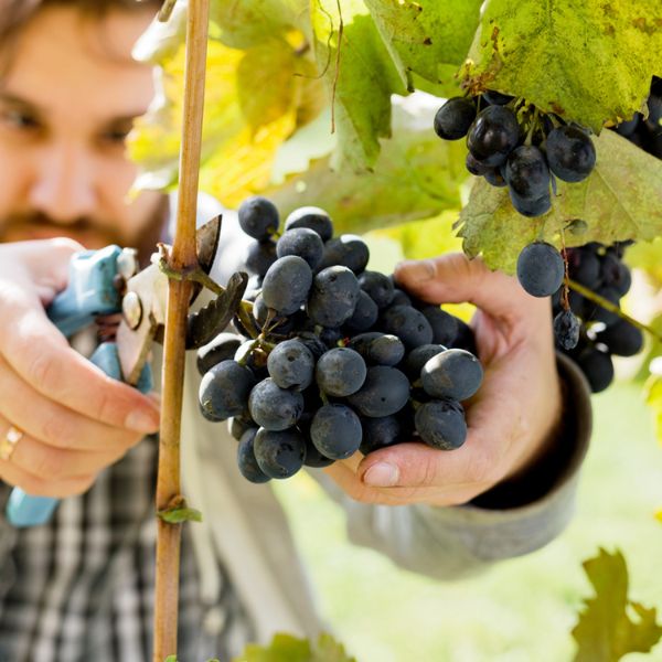 Cabernet Sauvignon - Nature Hills Nursery - Bareroot - 
