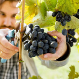 Cabernet Sauvignon - Nature Hills Nursery - Bareroot - 