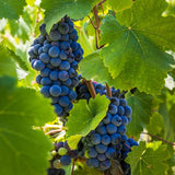 Cabernet Sauvignon - Nature Hills Nursery - Bareroot - 