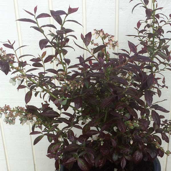 Cabernet Splash™ Blueberry Bush - Nature Hills Nursery - #1 Container - 