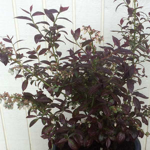 Cabernet Splash™ Blueberry Bush - Nature Hills Nursery - #1 Container - 