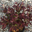 Cabernet Splash™ Blueberry Bush - Nature Hills Nursery - #1 Container - 