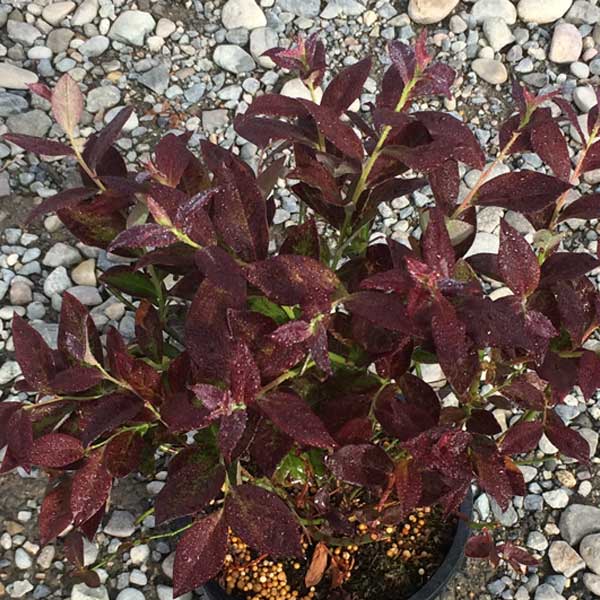 Cabernet Splash™ Blueberry Bush - Nature Hills Nursery - #1 Container - 