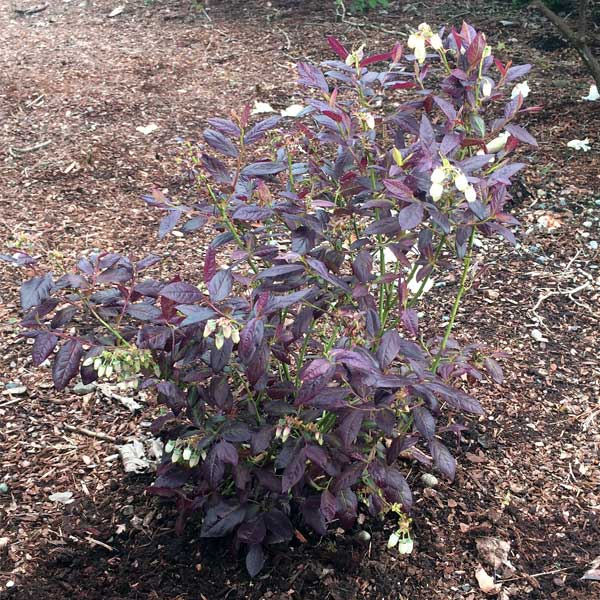 Cabernet Splash™ Blueberry Bush - Nature Hills Nursery - #1 Container - 