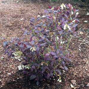 Cabernet Splash™ Blueberry Bush - Nature Hills Nursery - #1 Container - 