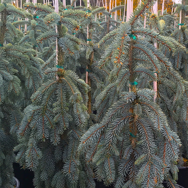 Slenderina Weeping Blue Spruce