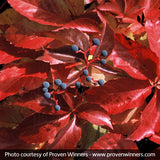 Red Wall&reg; Virginia Creeper