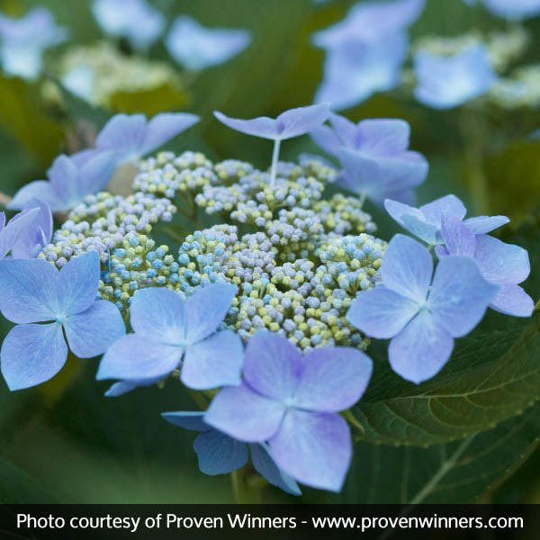 Let's Dance&reg; Starlight Hydrangea