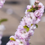 Double Flowering Plum