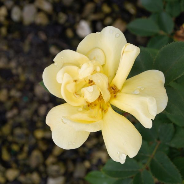 Sunny Knock Out&reg; Rose