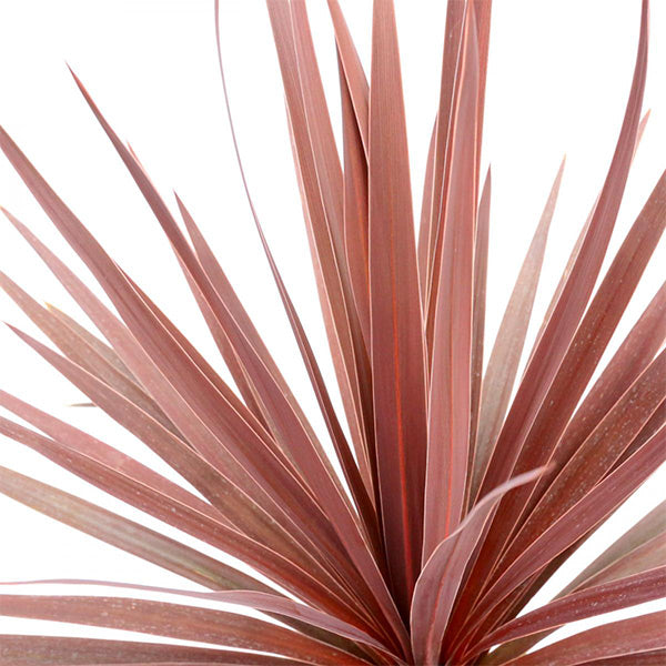 Red Star Cordyline