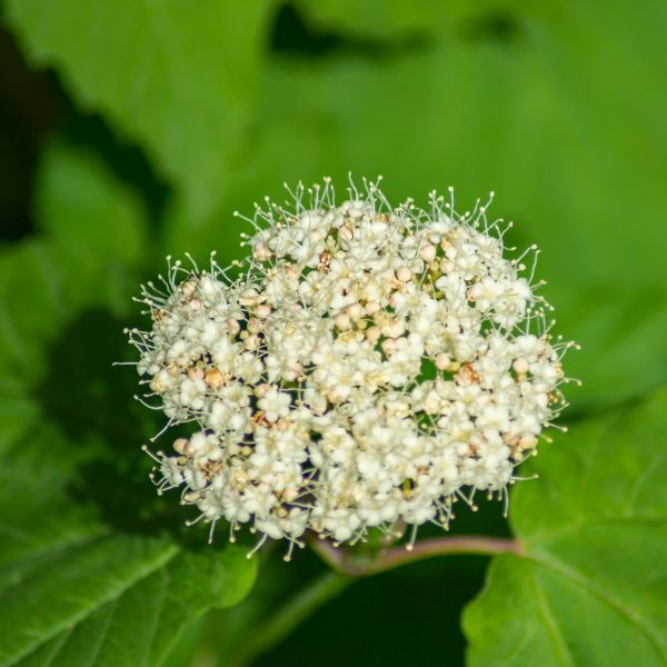 Arrowwood Viburnum