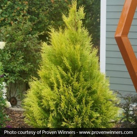 Fluffy? Western Arborvitae