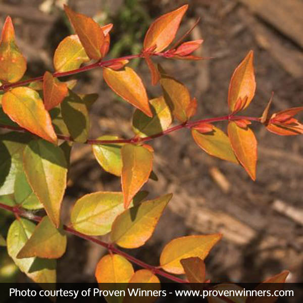 Bronze Anniversary&reg; Abelia