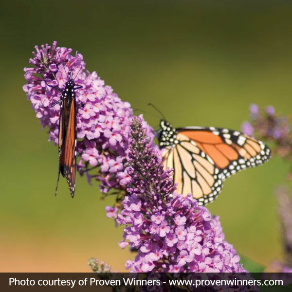 Peacock&trade; Butterfly Bush