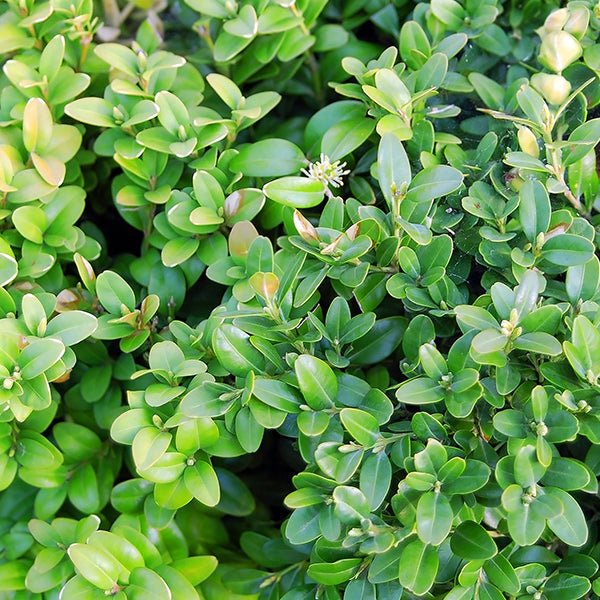 Calgary Boxwood shrub with dense, small oval green leaves and tiny white flower buds emerging in spring.