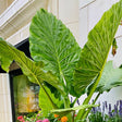 Calidora Upright Elephant Ear - Nature Hills Nursery - #1 Container - 