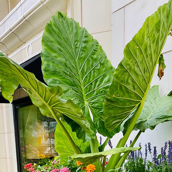 alocasia upright elephant ear plant Calidora Upright Elephant Ear | Giant Tropical Leaves