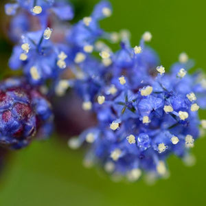 California Lilac