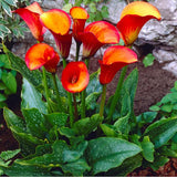 Flame calla Lilly Full Plant