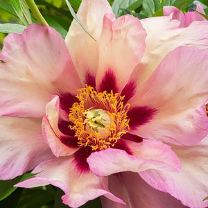 Callies Memory Peony - Nature Hills Nursery - Bare Root Peony - 