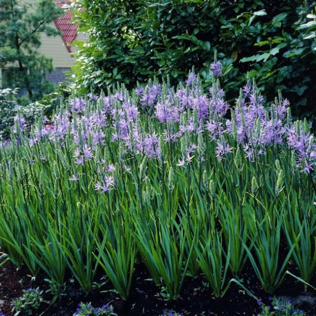 Camassia Quamash Full Grown