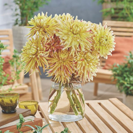 Cambridge Dahlia - Nature Hills Nursery - 3 Pack Bulbs - 