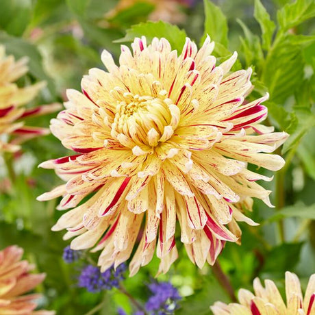 Cambridge Dahlia - Nature Hills Nursery - 3 Pack Bulbs - 