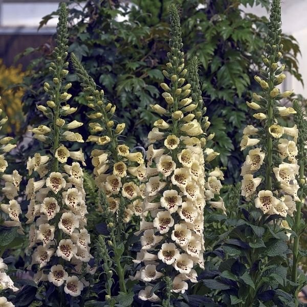 Camelot Cream Foxglove (Digitalis x 'Camelot Cream'), a perennial featuring white flowers and perennial.