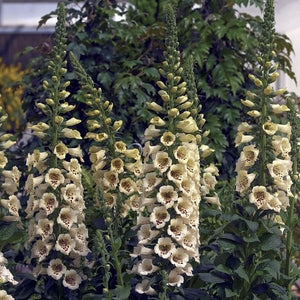 Camelot Cream Foxglove (Digitalis x 'Camelot Cream'), a perennial featuring white flowers and perennial.