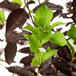 Canada Red Chokecherry - Nature Hills Nursery - #7 Container 6 - 7 Feet - 