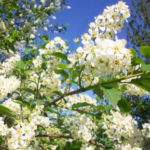 Canada Red Chokecherry - Nature Hills Nursery - #7 Container 6 - 7 Feet - 