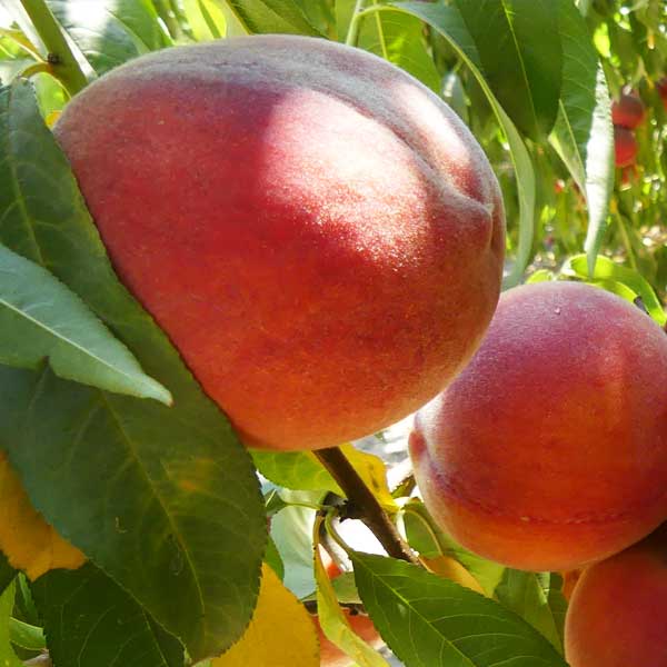 Canadian Harmony Peach Tree - Nature Hills Nursery - 4 - 5 Feet Bareroot Standard Height - 