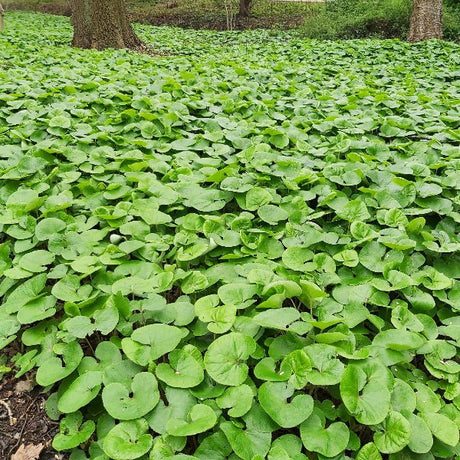 Canadian Wild Ginger - Perennial - Nature Hills Nursery - 1 Container - 