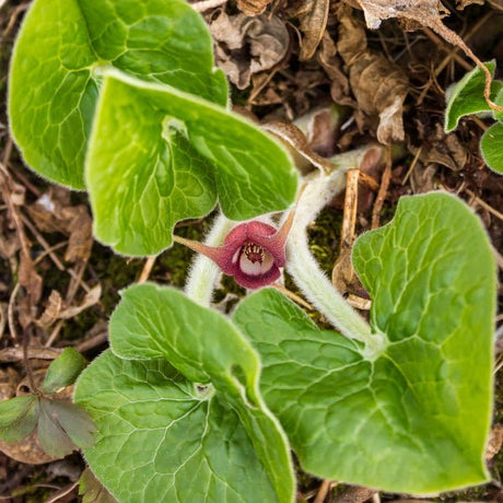 Canadian Wild Ginger - Perennial - Nature Hills Nursery - 1 Container - 