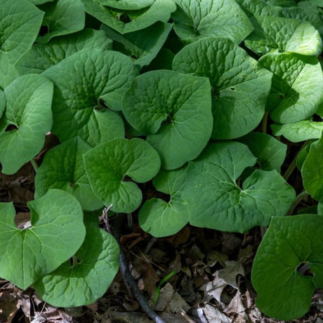 Canadian Wild Ginger - Perennial - Nature Hills Nursery - 1 Container - 