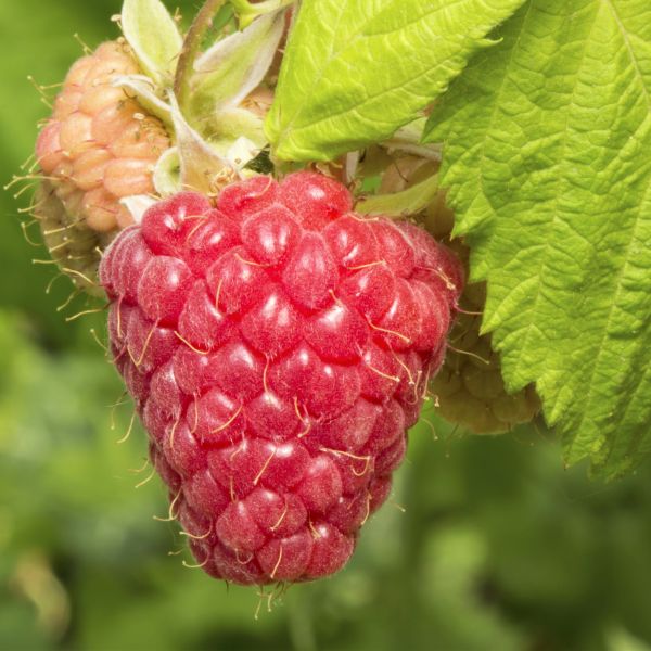 Canby Raspberry Bush - Nature Hills Nursery - #1 Container - 