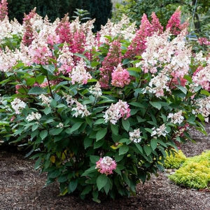 Candelabra&reg; Panicle Hydrangea - Nature Hills Nursery - #2 Container - 